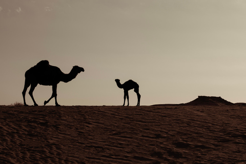 Taste of AlUla: Traditional Camel Lunch & Local Stories