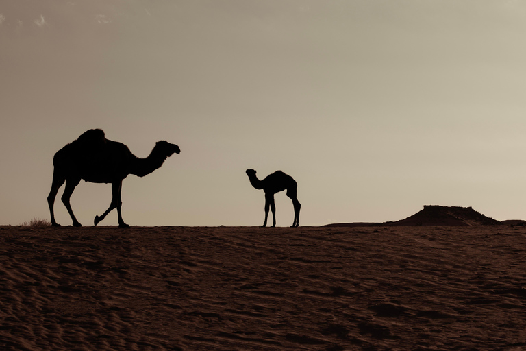 Taste of AlUla: Traditional Camel Lunch & Local Stories