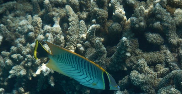 Blue Bay Glass-Bottom Boat Adventure & Snorkeling Experience