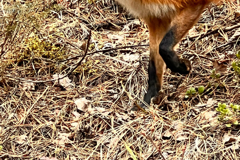 Calgary, Banff: Lake Louise, Moraine, Emerald Lake - excursão de um diaCalgary, Banff: Excursão de um dia ao Lago Louise, Moraine e Lago Emerald
