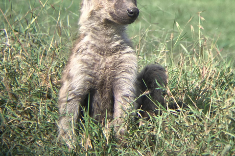 4 Tage Wildtierwunder Deine ultimative Safari-Reise