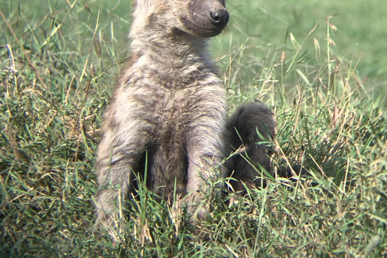 4 Tage Wildtierwunder Deine ultimative Safari-Reise