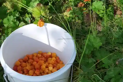 Levi : Cueillir des baies - Les super-aliments de la nature