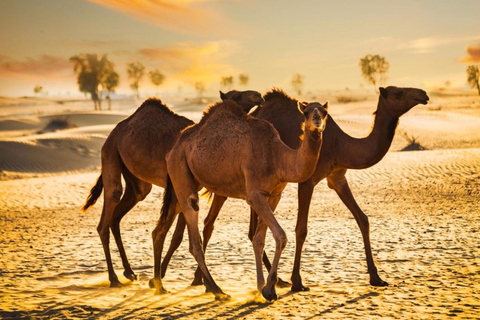 Doha: Premium Half-Day Desert Safari Camel Ride & Inland Sea Doha: Premium Half-Day Desert Safari Camel Ride & Inland Sea