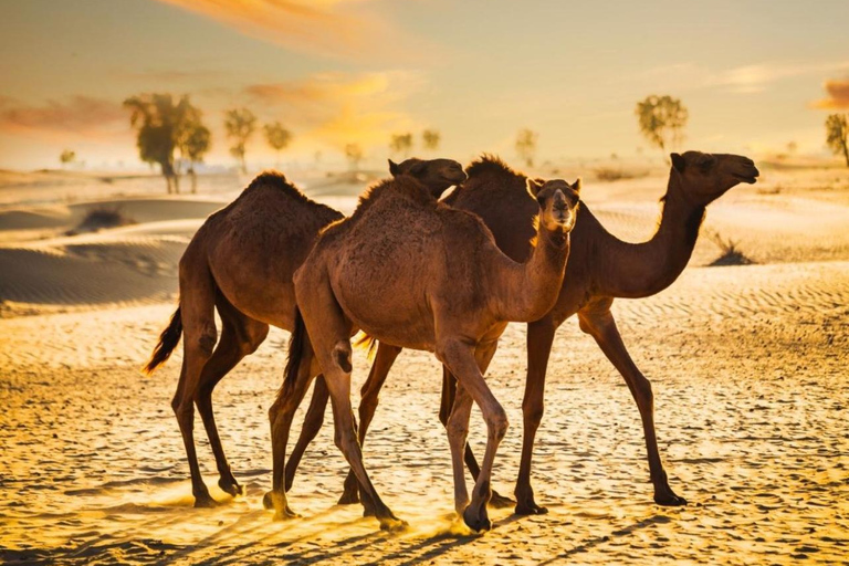 Doha: Premium Half-Day Desert Safari Camel Ride & Inland Sea Doha: Premium Half-Day Desert Safari Camel Ride & Inland Sea