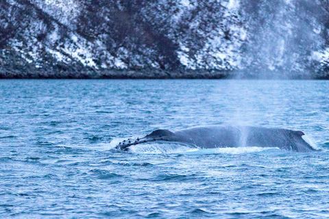 Tromsø: Responsible Whale Watching Cruise Aboard MS Alba
