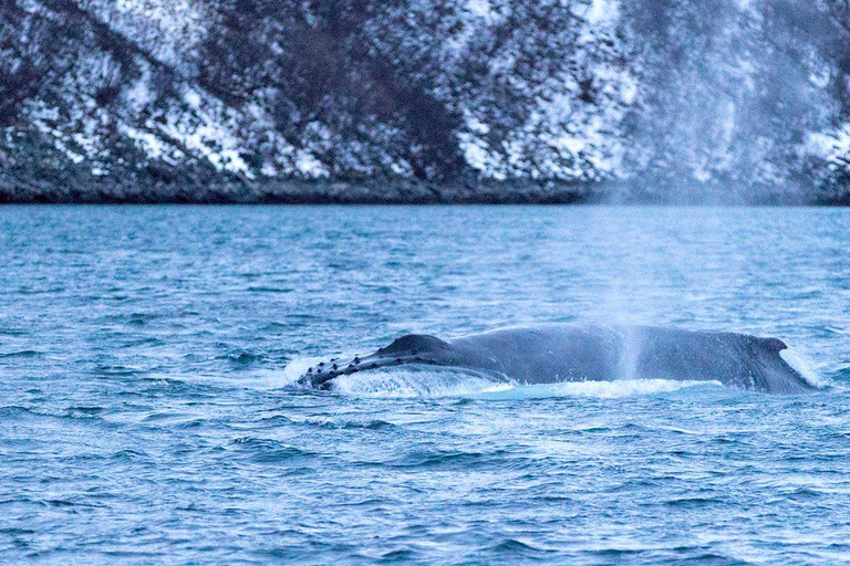 Tromsø: Responsible Whale Watching Cruise Aboard MS Alba