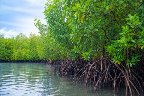 Langkawi: Mangrove Safari Group with Lunch