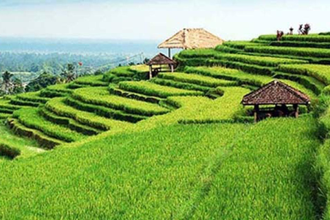 Nungnung Waterfall & Jatiluwih Rice Fields Tour