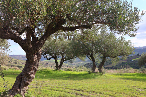 Heraklion: Olive Farm Tour with Tasting of Local Delicacies