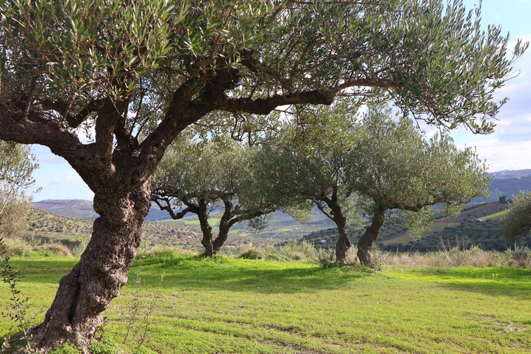 Heraklion: Olive Farm Tour with Tasting of Local Delicacies