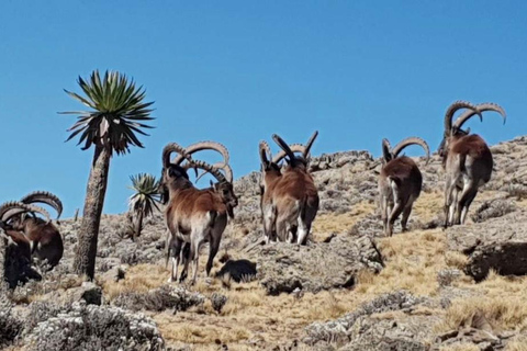 Addis Abeba: Äthiopien: 9-tägige Tour mit Flügen und Unterkunft