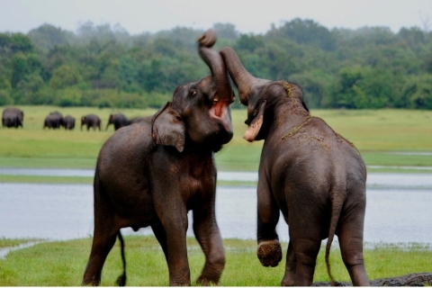 Vanuit Anuradhapura: Hele dag Wilpattu's wilde wonderen - privéVan Wilpattu: volledige dagsafari in Wilpattu National Park