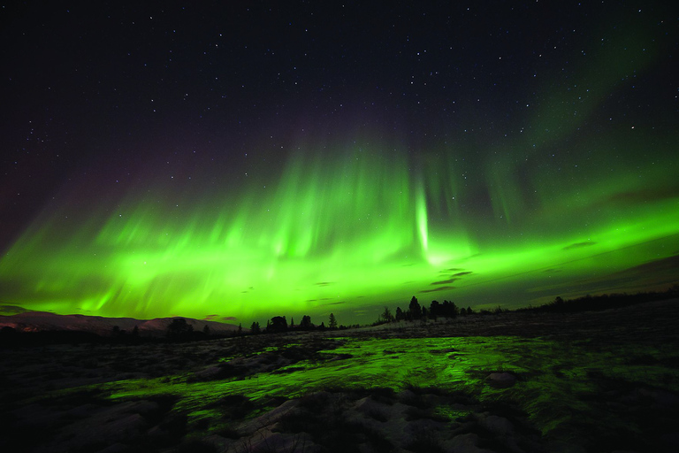 Tromsø: Visita all&#039;aurora boreale con cena tradizionaleTromsø: aurora boreale, esperienza con gli husky e cena