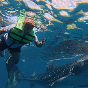 Cebu: Oslob Whale Shark Encounter with Private Car Cebu: Oslob Whale Shark Encounter with Private Car