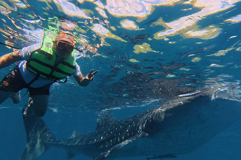 Cebú: Oslob Whaleshark Watching Canyoneering recogida privada