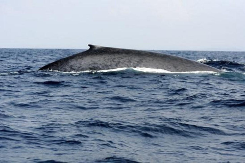 Mirissa: Whale & Dolphin Watching with Pickup & Breakfast Include Entry Ticket