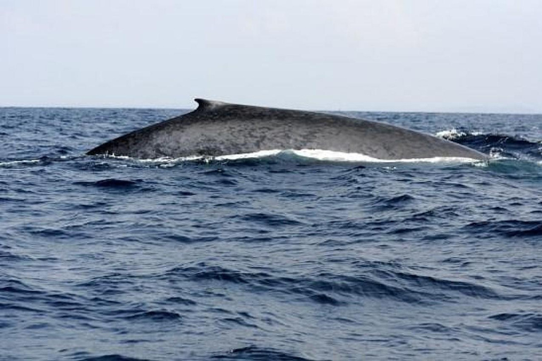 Mirissa: Whale & Dolphin Watching with Pickup & Breakfast Include Entry Ticket
