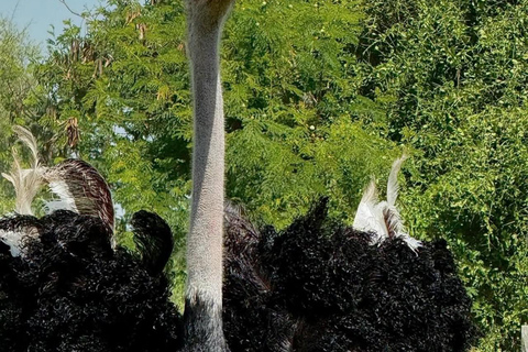 Nairobi: Ostrich Riding Experience