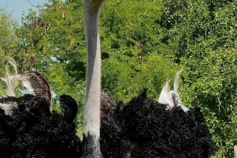 Nairobi: Ostrich Riding Experience