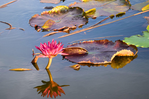 Targ Maeklong, tajemnice namorzynów, podróż inspirowana lotosem