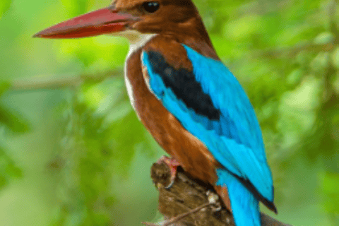 Muthurajawela Bird Watching Boat Tour & Colombo City Tour Tour from Bentota, Ahungalla, Hikkaduwa