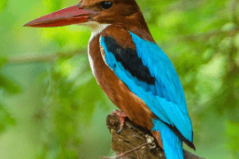 Muthurajawela Bird Watching Boat Tour & Colombo City Tour Tour from Bentota, Ahungalla, Hikkaduwa