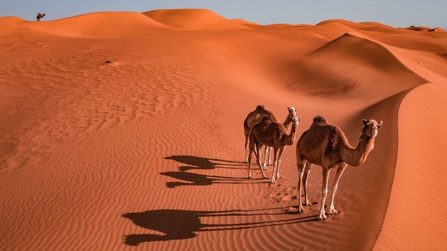 Wahiba zand & Wadi Bani Khalid dagexcursie vanuit Muscat