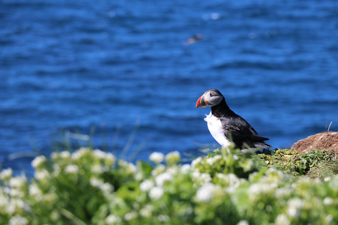 Reykjavik: Puffin Watching Tour