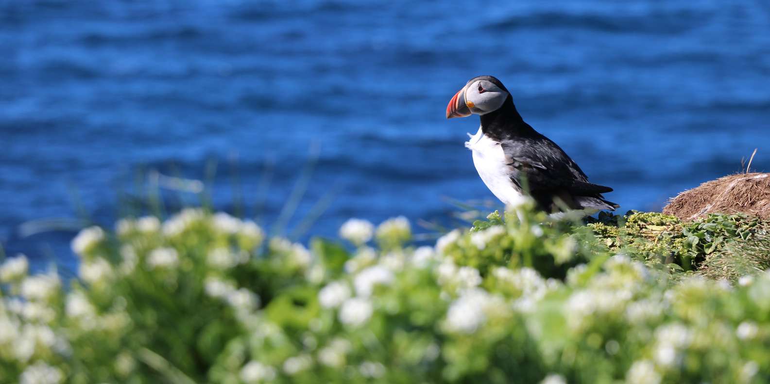 レイキャビク：パフィンウォッチングツアー | GetYourGuide