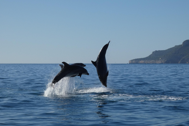 Delfinbeobachtung im Arrábida Naturpark