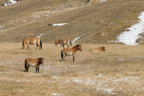 Mongólia: Parque Nacional de Hustai