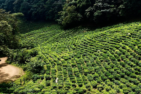 Dapa: Jepp, Wala. Well-being Touring the being,the tea crops Dapa: Jeep, Wala. well-being, trails, birds, tea crops