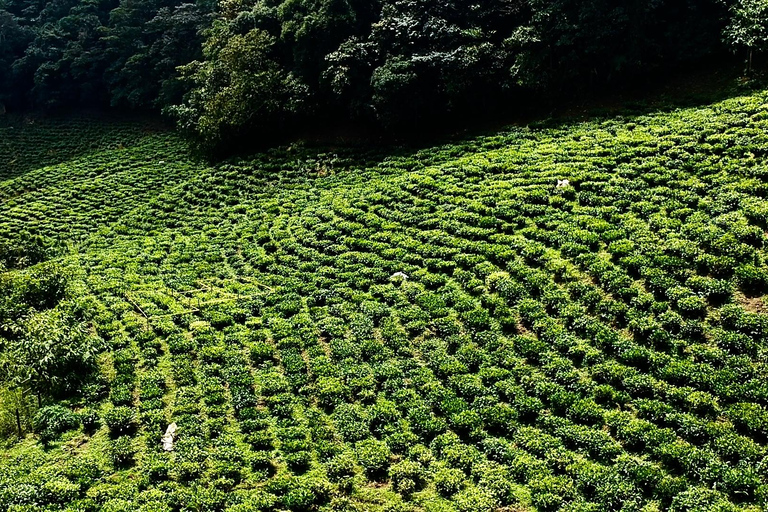 Dapa: Jepp, Wala. Well-being Touring the being,the tea crops Dapa: Jeep, Wala. well-being, trails, birds, tea crops