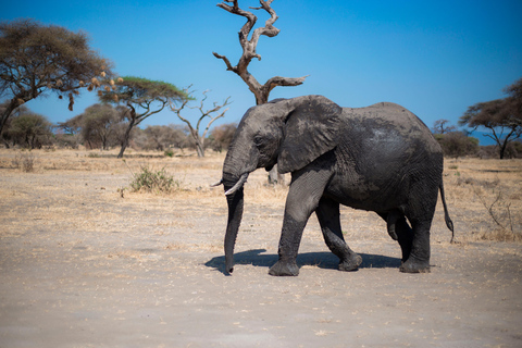 Tanzania: 6-Day Mid-Range Lodge Safari with Meals