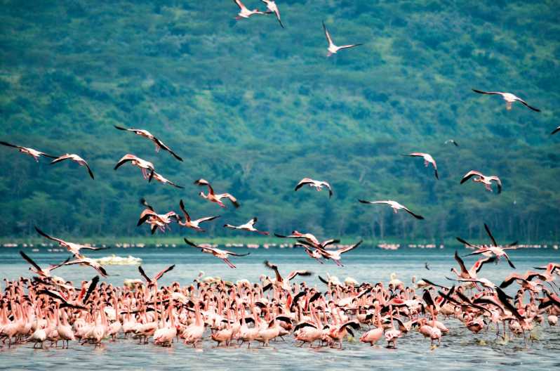 Lake Nakuru National Park hoogtepunten en excursie