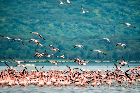 Excursion dans le parc national du lac Nakuru pour découvrir la faune et la flore