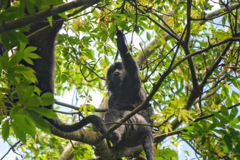 特特巴图：瀑布、香料、梯田、猴子森林特特巴图之旅、香料、瀑布、梯田、猴林