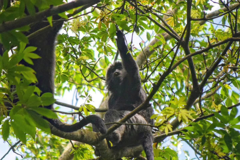 特特巴图：瀑布、香料、梯田、猴子森林特特巴图之旅、香料、瀑布、梯田、猴林
