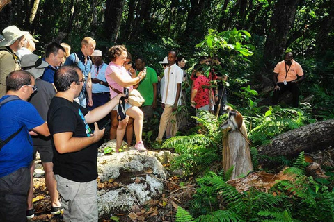 Zanzibar: halve dag op Jozani ForestMet pick-up van zuidelijke hotels