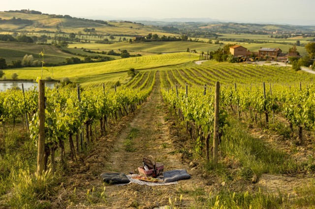 Visit Picnic in the organic vineyards of Brunello in Sassofortino