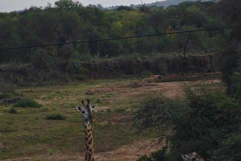 From Nairobi: Amboseli Elephant Safari & Kilimanjaro Views