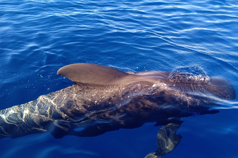 Excursión para ver las ballenas 2 horasExcursión - 2 Horas