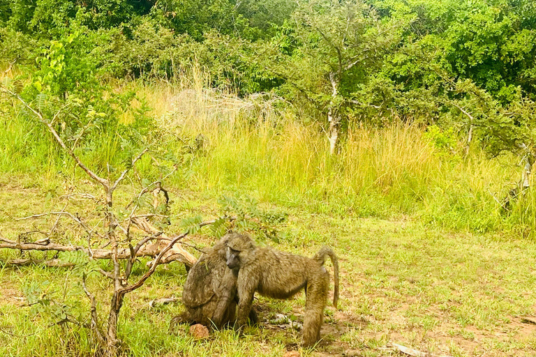 Safari de 1 dia na vida selvagem de Akagera e passeio de barco1 dia de Safari pela vida selvagem em Akagera e passeio de barco