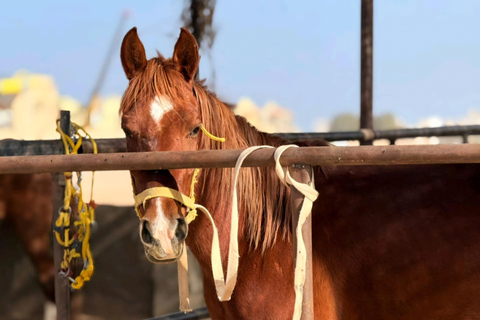 Hurghada: Desert and Red Sea Horseback Riding Tour