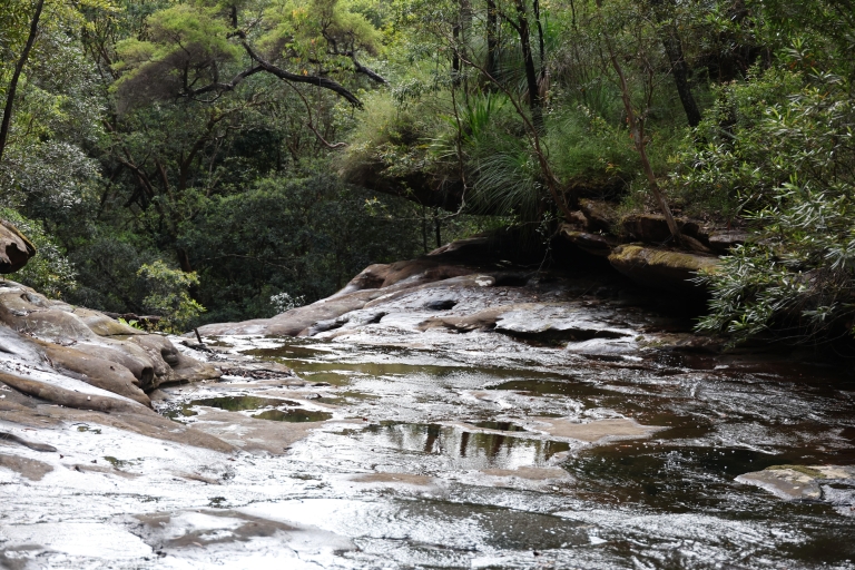 Van Sydney: privé dagtocht naar Royal National Park