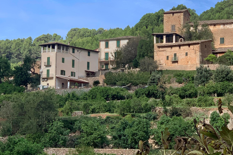 Fornalutx town and hiking to the mountains olive farm