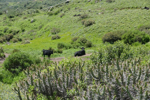 Cruz del Cóndor: a two-day guided tour from Puno Condor's Cross: a two-day guided tour from Puno