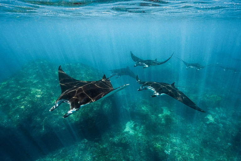 Open Trip Komodo 3 Days 2 Nights
