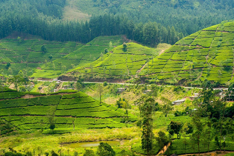 Tea Plucking & Tea Factory: Tour From Kandy